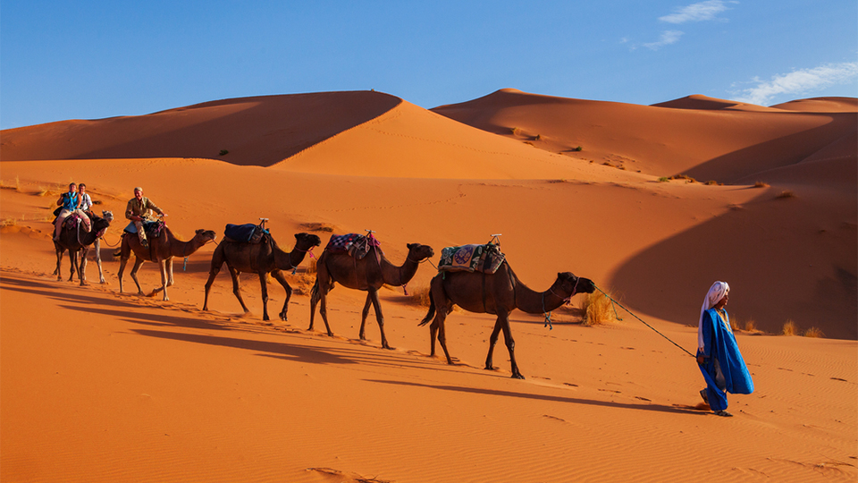 Promenades à dos de chameau